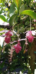 Medinilla magnifica