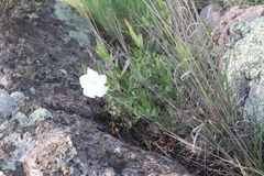 Mandevilla hypoleuca