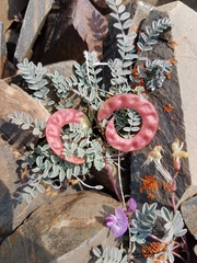 Astragalus nutzotinensis