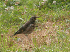 Turdus pilaris