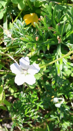 Image of Geranium incanum by (c) Dagmar Gleiss, some rights reserved (CC BY-SA)
