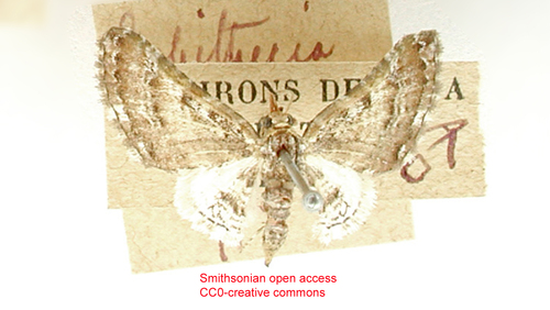 Eupithecia disformata