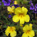 Wide-throated Yellow Monkeyflower - Photo (c) Wayfinder_73, some rights reserved (CC BY-NC-ND)