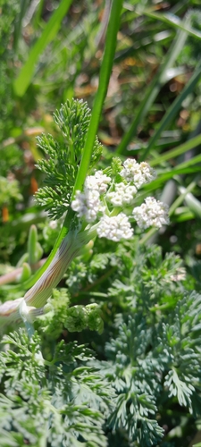 Image of Dasispermum suffruticosum by (c) Dagmar Gleiss, some rights reserved (CC BY-SA)