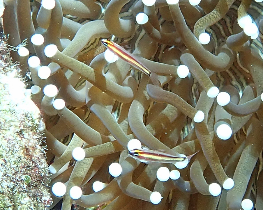 King dwarfgoby (Eviota raja) — Gobiidae