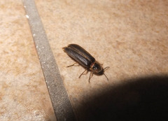 Lampyris fuscata