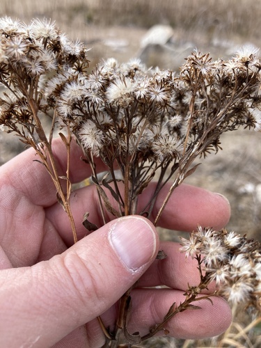 Image of Solidago ohioensis by (c) Derek, some rights reserved (CC BY)