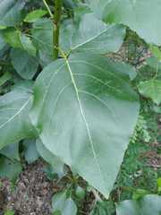 Populus