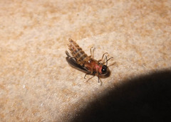Lampyris fuscata