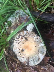 Russula parvovirescens