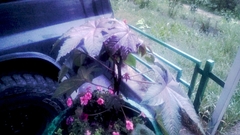 Ricinus