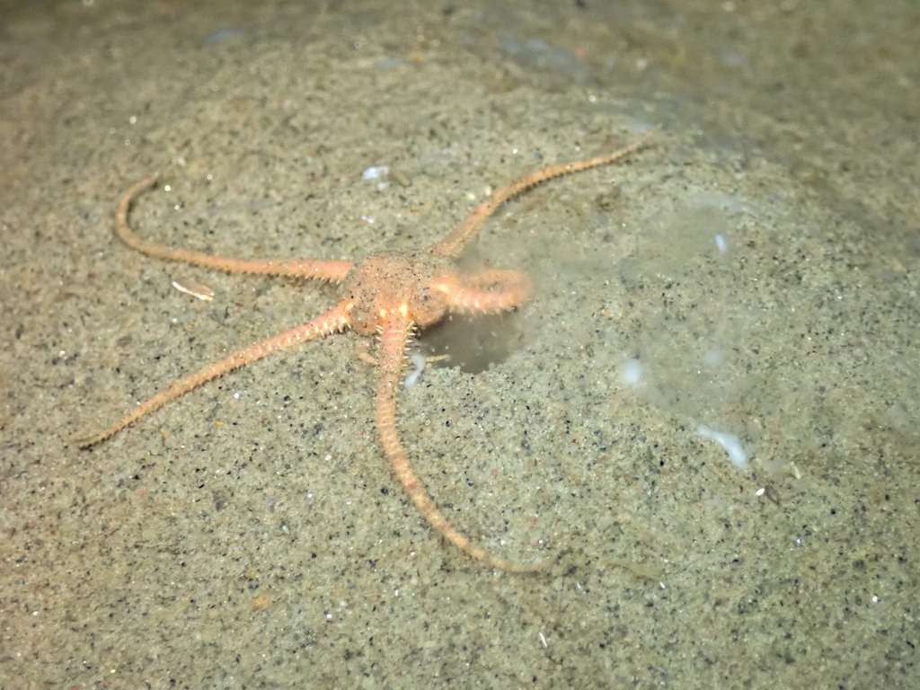 Serpent's Table Brittlestar