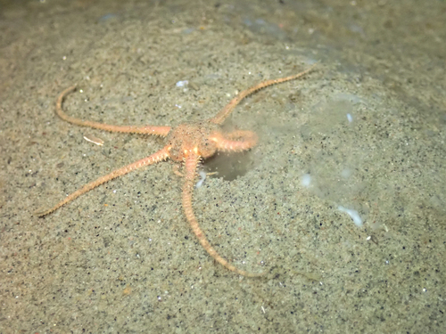 Ophiura albida Forbes, 1839