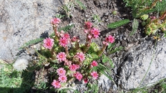Sempervivum