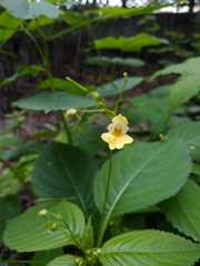 Impatiens parviflora