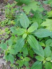 Impatiens parviflora