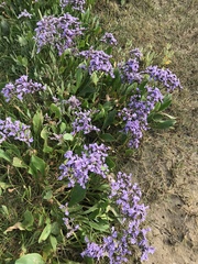 Limonium vulgare