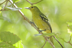 Green Iora photo 2