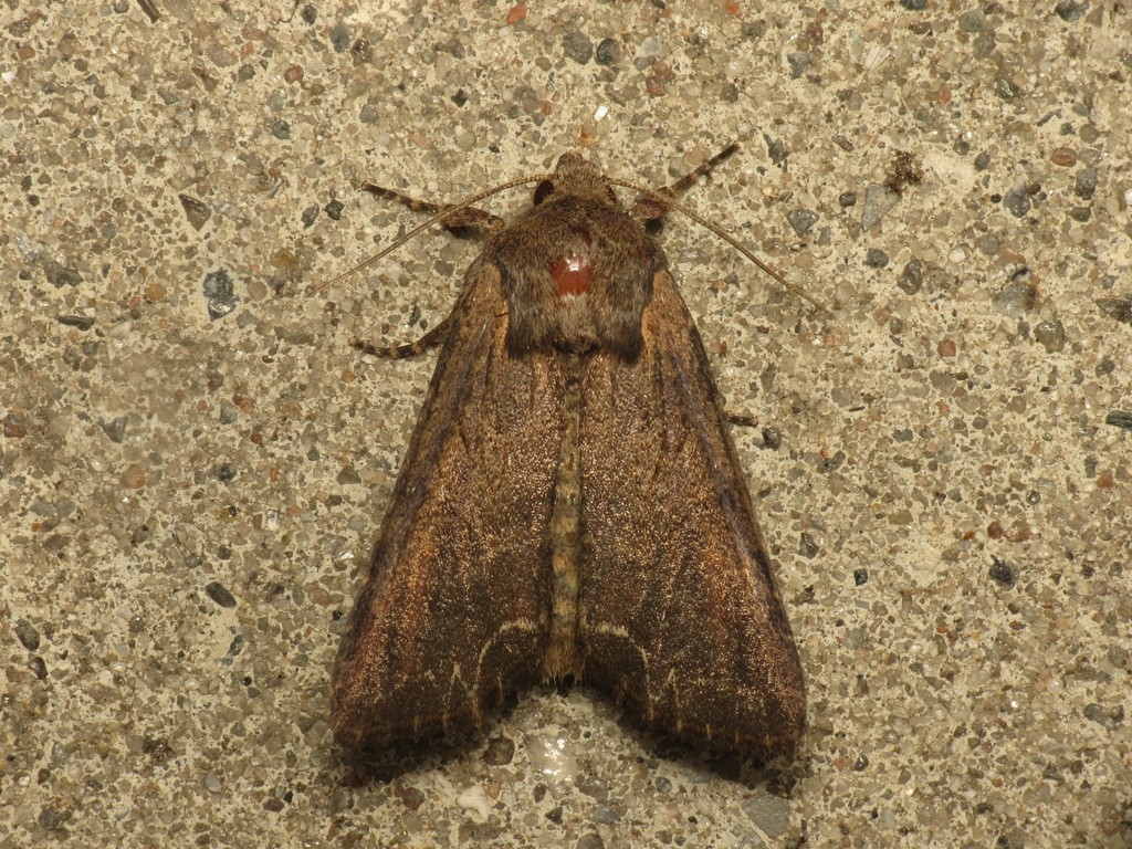 Dog's Tooth