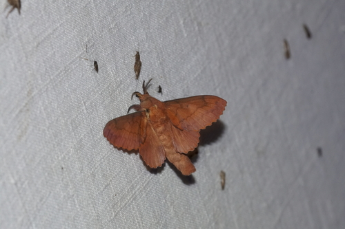 Gastropacha quercifolia