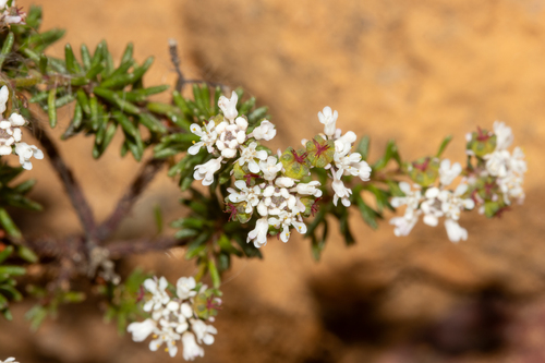 Heath-leaved Poranthera (Poranthera ericifolia)