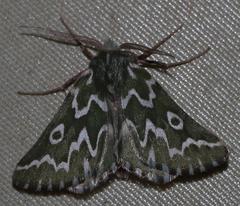 Drepanogynis bifasciata