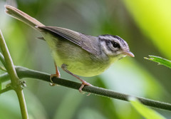 Black-Eared Warbler photo 3