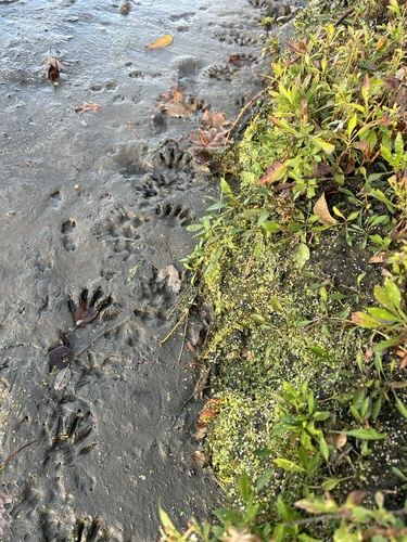 Common Raccoon photographed in Illinois