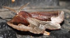 Drepanogynis ectoglauca