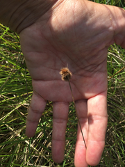 Juncus brachycarpus