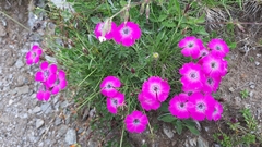 Dianthus pavonius