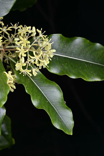 Pittosporum eugenioides