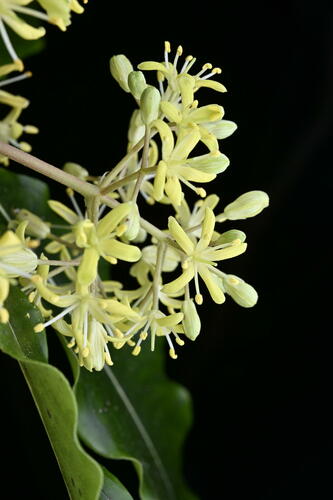 Pittosporum eugenioides