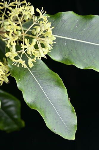 Pittosporum eugenioides