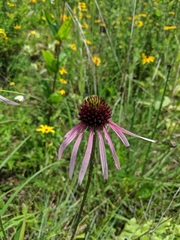 Echinacea pallida
