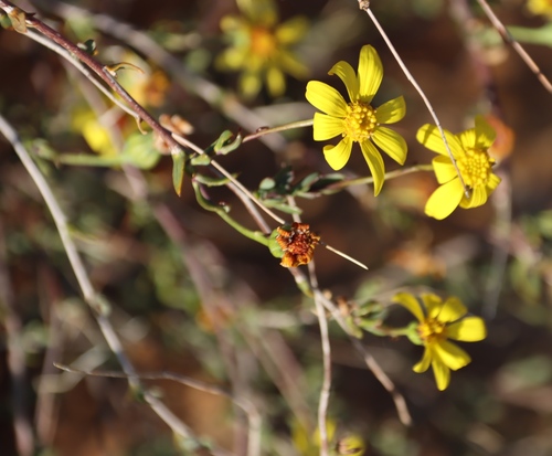 Image of Bushy Babooncabbage (Othonna ramulosa) by (c) Tony Rebelo, some rights reserved (CC BY-SA)