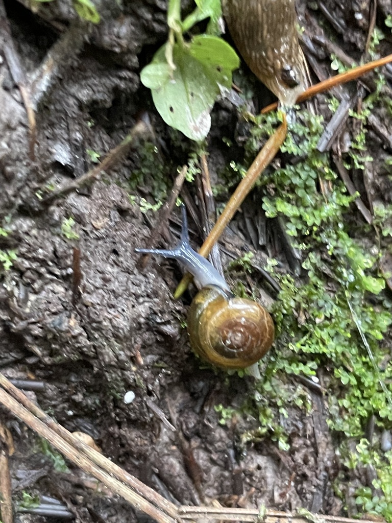 Glossy Glass Snail