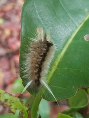 Halysidota cinctipes