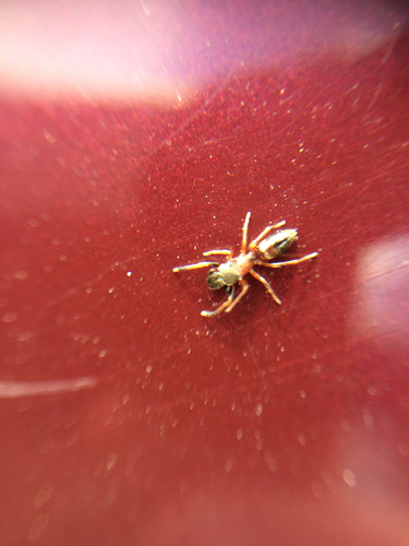 Ant mimic jumping spider photo 2