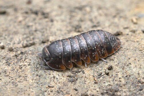 Spherillo rufomarginatus