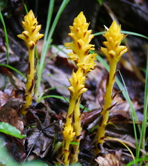 Orobanche flava