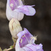 Grinnell's Beardtongue - Photo (c) marlin harms, some rights reserved (CC BY)
