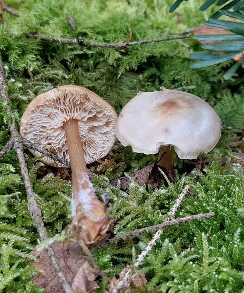 Rhodocollybia
