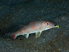 Bensasi Goatfish photo 1
