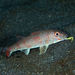 Striped Goatfish - Photo (c) Izuzuki, some rights reserved (CC BY-SA)