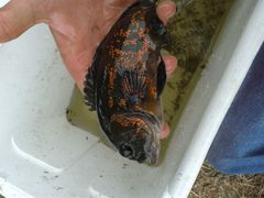 Astronotus ocellatus