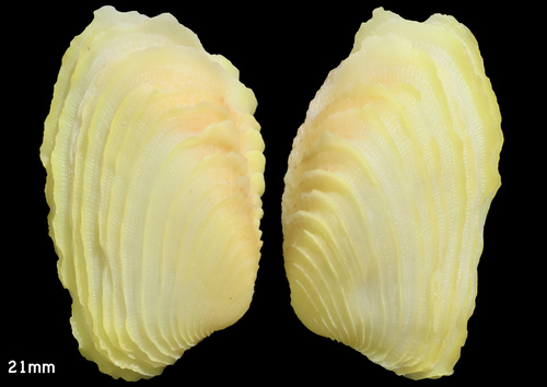 Irus Venus