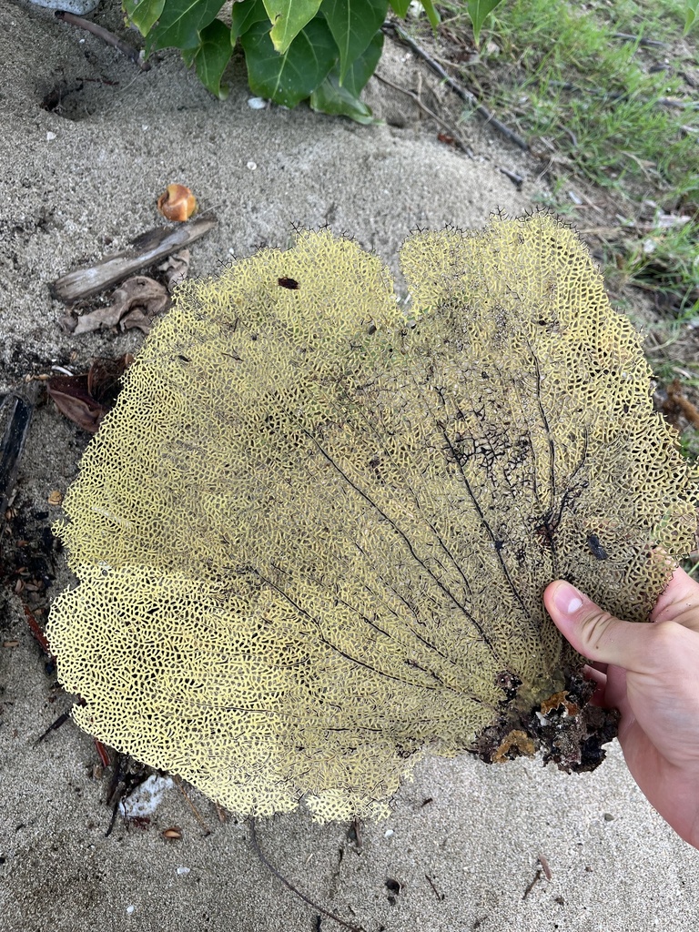 Photo of Common sea fan (Gorgonia ventalina)