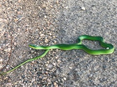 Green Bush Rat Snake photo 3