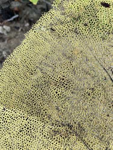 Photo of Common sea fan (Gorgonia ventalina)